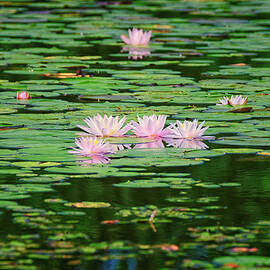 Water Lilies  by Jeff Sinon