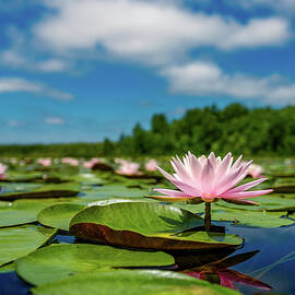 Water Lilies on the Bellamy 2  by Jeff Sinon