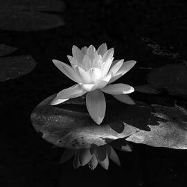 Water Lily in Black and White by Mary Lee Dereske