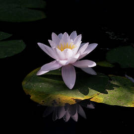 Water Lily in Color by Mary Lee Dereske