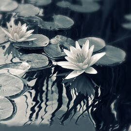 Water Lily by Jessica Jenney