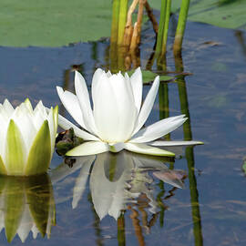 Water Lily Reflection by Rebecca Herranen