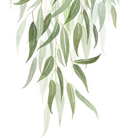 Eucalyptus Globulus Labill #02 by Agnes Szafranska