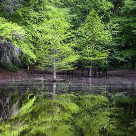 Water's Edge by Steven Nelson