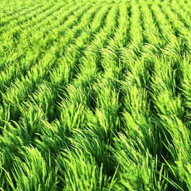 Waving Rice Fields of Japan by Tommy Farnsworth