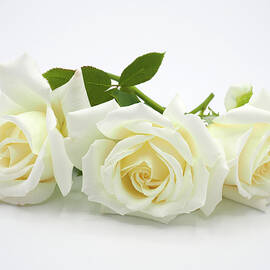 We Three by Joe Schofield