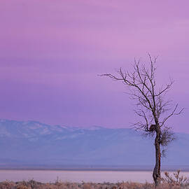 Weathered Cottonwood at Dusk - Honey Lake Valley California by Mike Lee