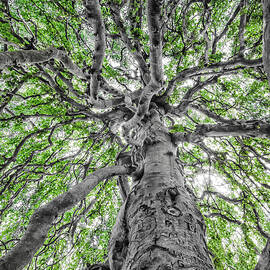 Weeping Beech by Steven Nelson