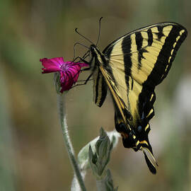 Western Tiger Swallowtail Butterfly in Profile by Nancy Gleason