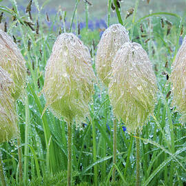 Western Anemone Wildflowers in Morning Dew by Nancy Gleason