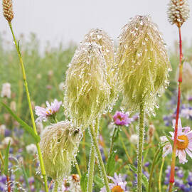 Western Anemone with American Bistort and Alpine Aster Wildlfowe by Nancy Gleason