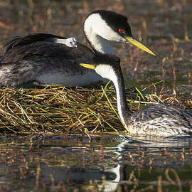 Western Grebe Family by Mike Lee