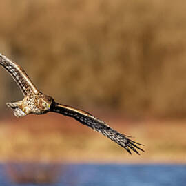 Western Harrier Looking for Dinner by Mary Jo Allen