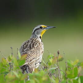 Western Meadow Lark by Amanda R Wright