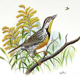 Western Meadowlark and Goldenrod by Don Balke