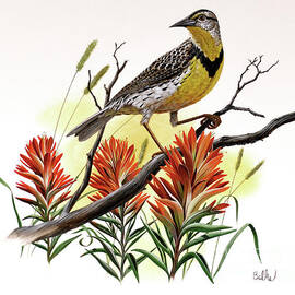 Western Meadowlark and Indian Paintbrush by Don Balke