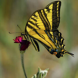 Western Tiger Swallowtail #2 by Nancy Gleason