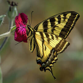 Western Tiger Swallowtail on Rose Campion Flower #3 by Nancy Gleason
