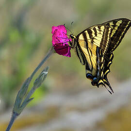 Western Tiger Swallowtail on Rose Campion Flower #4 by Nancy Gleason
