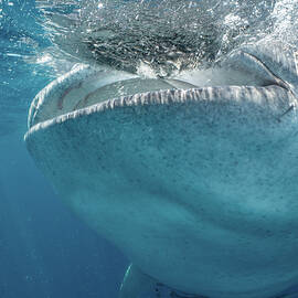 Whale Shark Feeding by Brian Weber