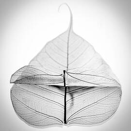 What Lies Beneath by Maggie Terlecki