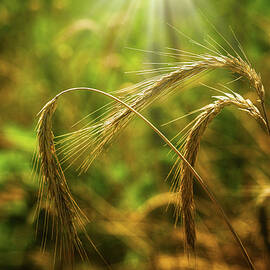 Wheat Ears - Serenity by Robert Niemeier