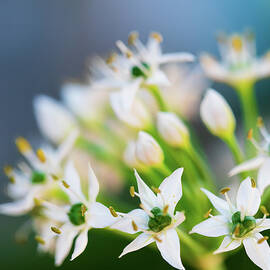 When Chives Blossom by Joe Schofield