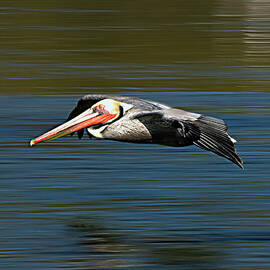 When Pelicans Glide by Joe Schofield