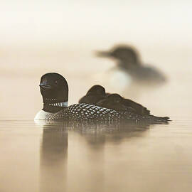 Whispers In The Mist by James Overesch