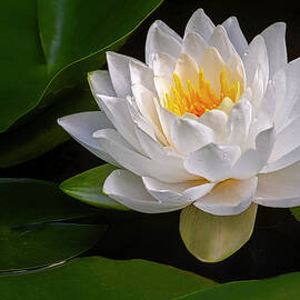 White and Gold Waterlily by Susan Candelario