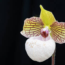 White and Yellow Orchid on a Black Background by Michael Collins