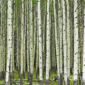 White Aspen tree trunks  by Neale And Judith Clark