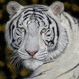 White Bengal Tiger by Mark Ray