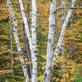 White Birch and Golden Leaves by Dave King