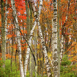 White Birch Fall by Richard DeYoung