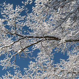 White Branch by Steven Nelson
