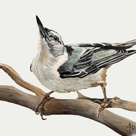 White-breasted Nuthatch by Angeles M Pomata