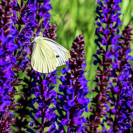 White Butterfly by Louis Dallara