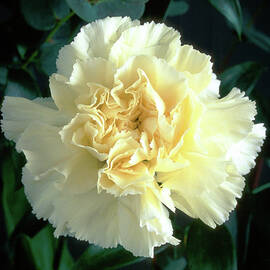White Carnation by Seeables Visual Arts