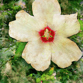 White common hibiscus flower - digital painting with vintage look by Nicko Prints