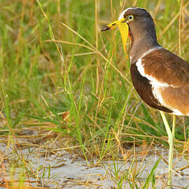 White Crowned Labwing in Grass by Natural Focal Point Photography