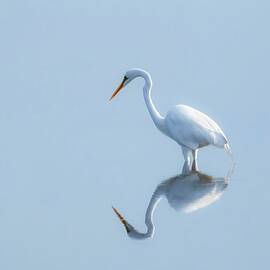 White Egret Reflection Everglades by Rebecca Herranen