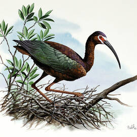 White-faced Ibis by Don Balke