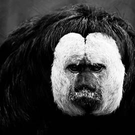 White-faced Saki by David Fountain
