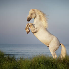 White Horse Rearing by the Sea at Dawn by Joanne Eastope