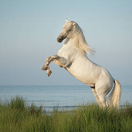 White Horse Rearing by the Sea at Day Break by Joanne Eastope