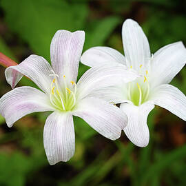 White Lilies by Steven Nelson