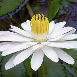 White Night Blooming Water Lily Number Two by Steven Sparks