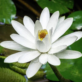 White Night Blooming Water Lily by Steven Sparks