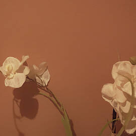 White Orchids DCL by Alison Frank
